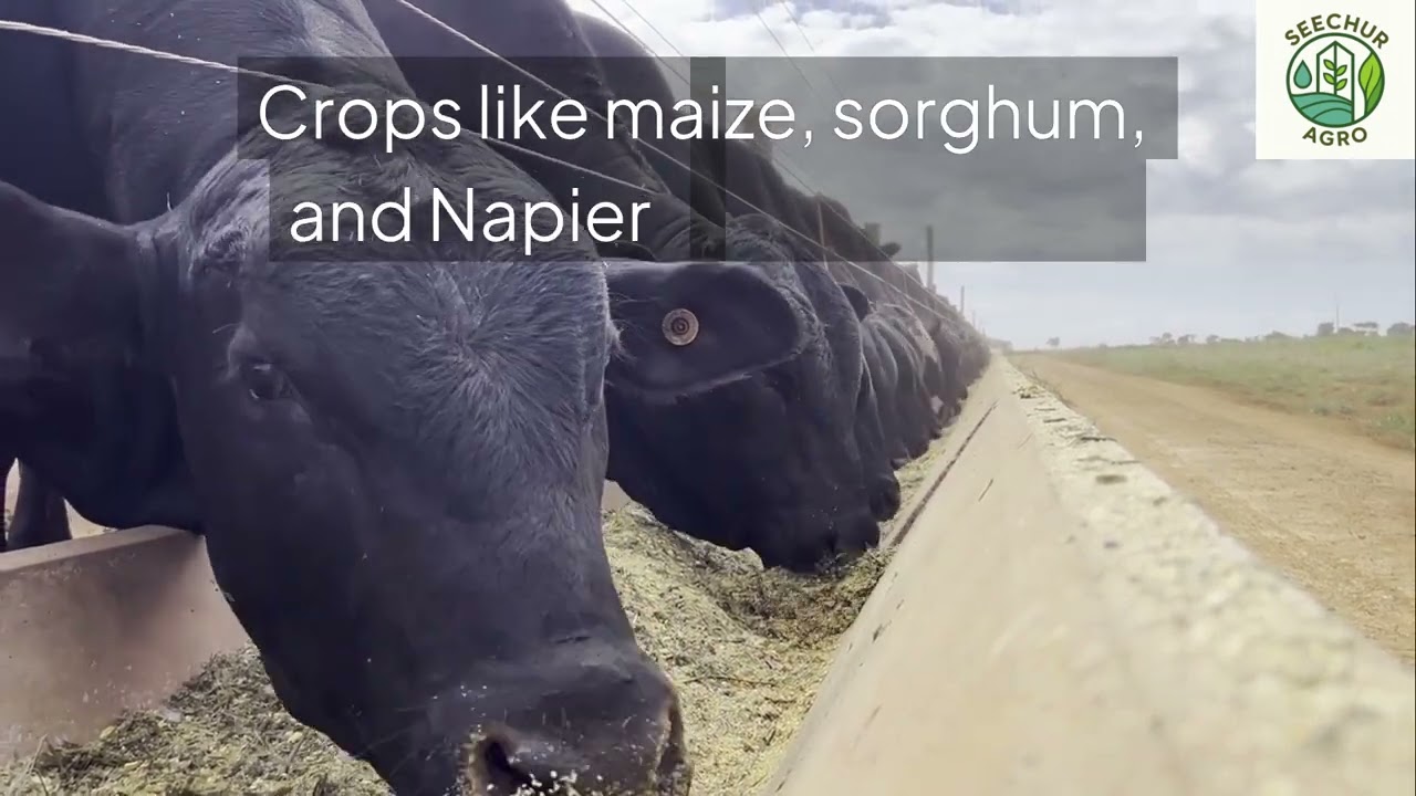 Scientific Dairy Feeding & Fodder Management