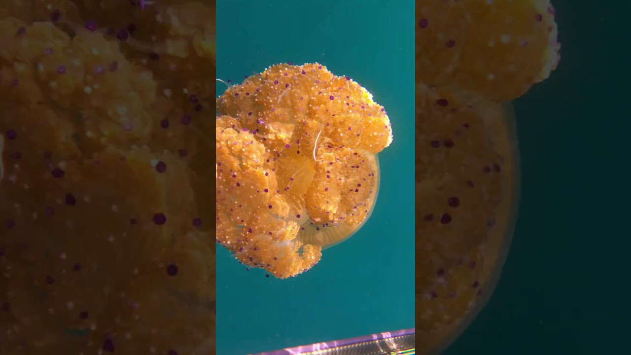Huge Fried Egg Jellyfish  