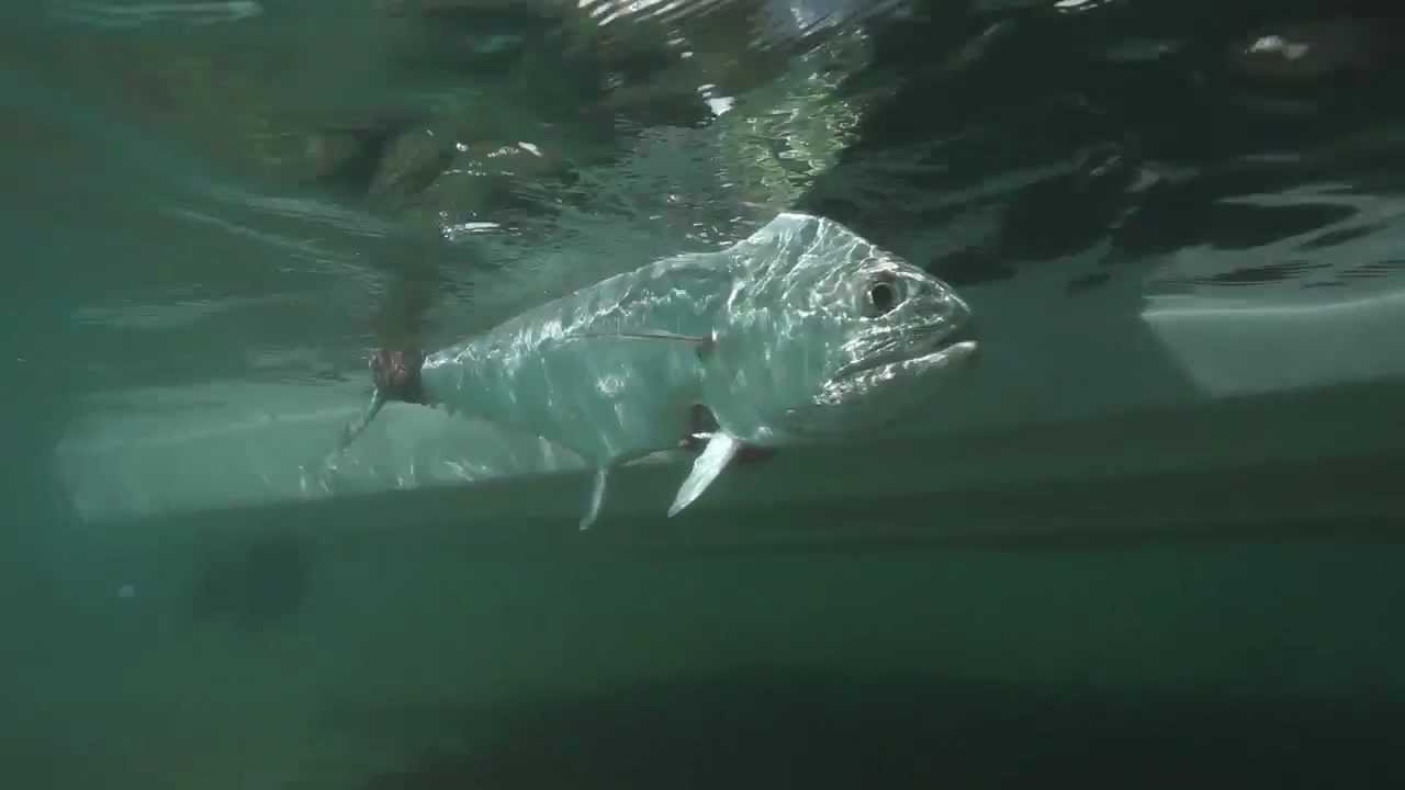 Fly Fishing DVD :: PREDATOR :: Drake Video Awards winning film "Best Movie" 2012