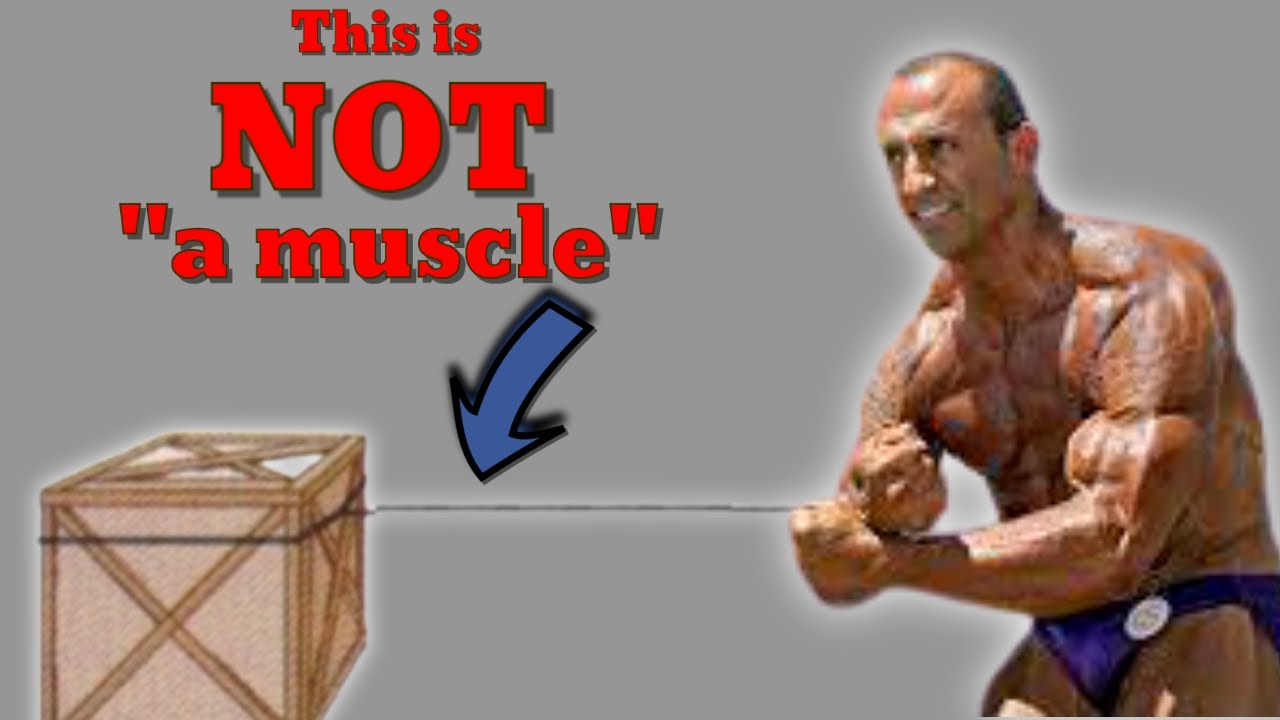 Hey Doug Brignole, A Muscle is NOT a 
