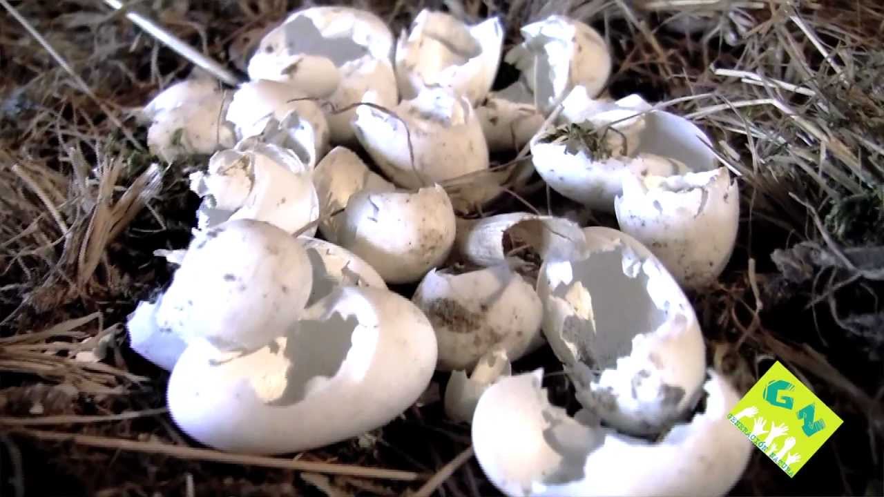 Salvamento de animales salvajes - GREFA - generacionnatura.org