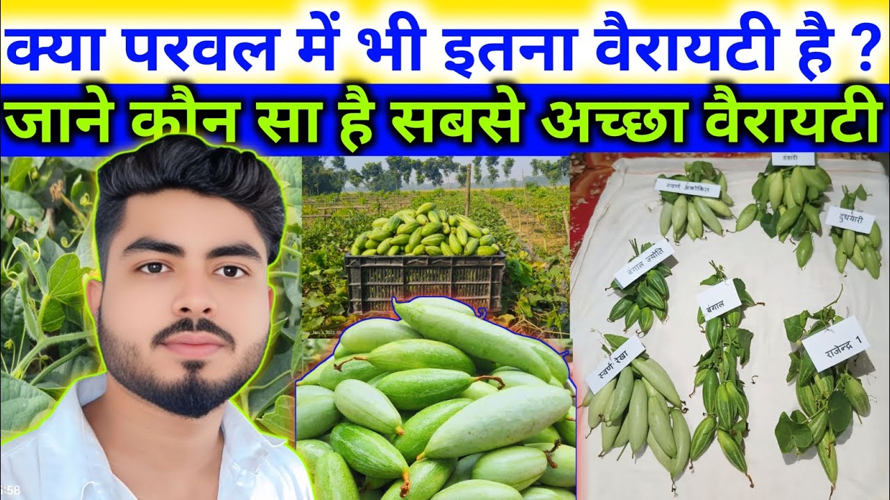 जाने 9😲 वैरायटी परवल में सबसे अच्छा वैरायटी कौन सा है🤔 जानें उन्नत किस्म का वैरायटी☺️Parwal ka kheti