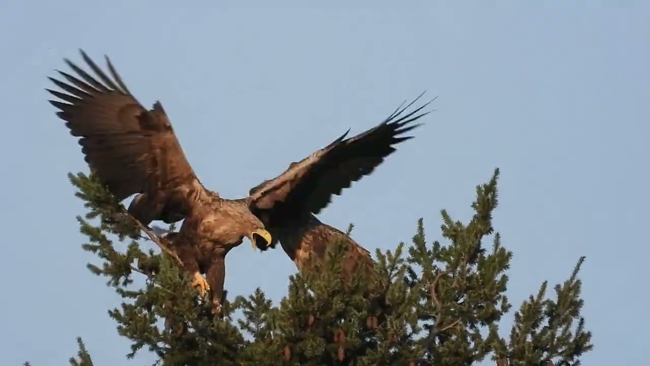 szenen einer (seeadler-)ehe...