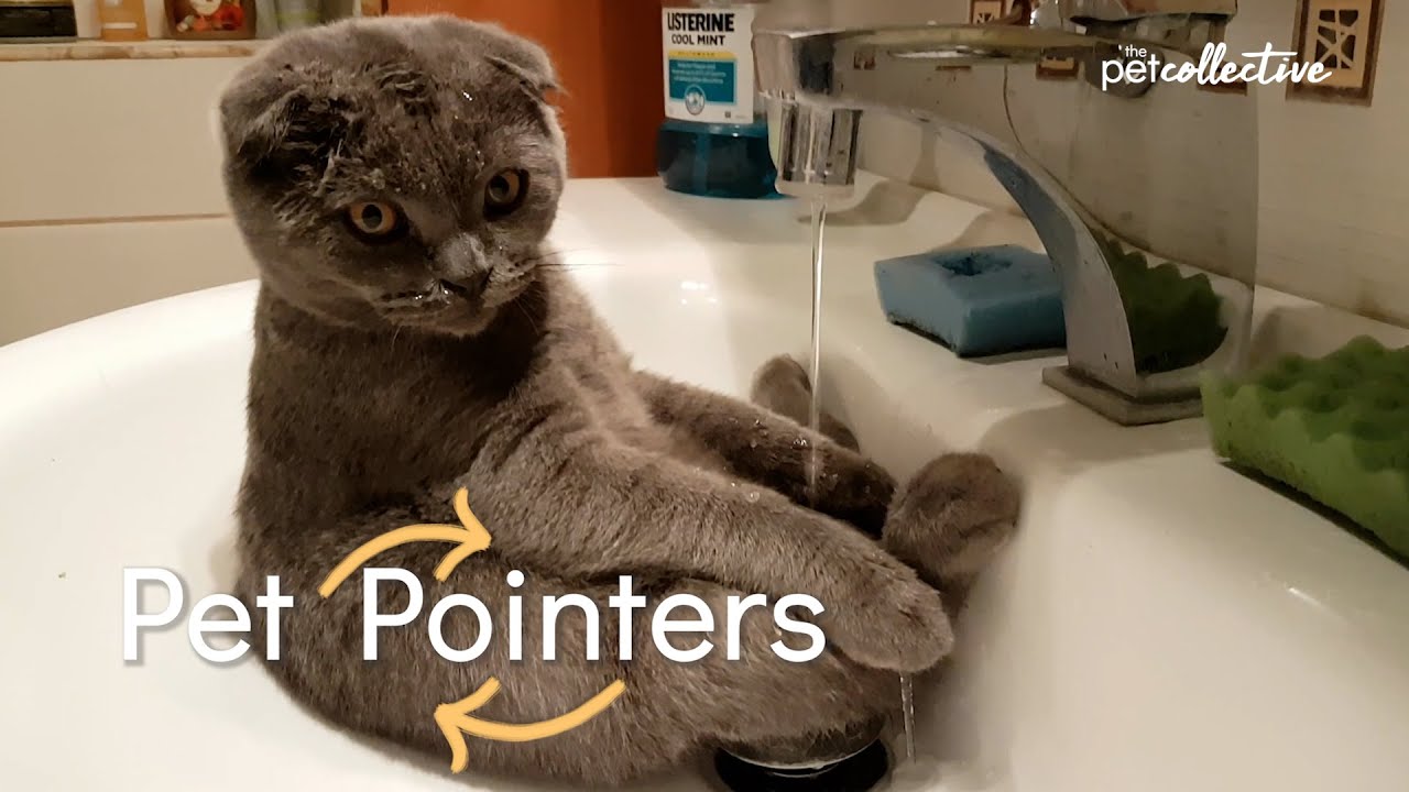 Why Does My Cat Drink from the Faucet?  | Pet Pointers