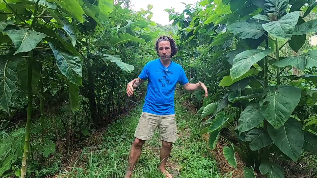 Syntropic Online Course - Agroforestry Practitioner