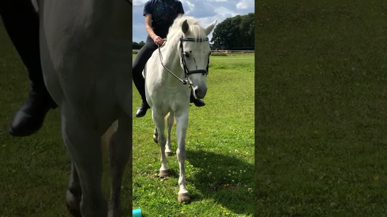Bareback trotting 🤪😩 Do you like riding bareback?!🫶🏼🥰#riding #pony #equine #birdieequines
