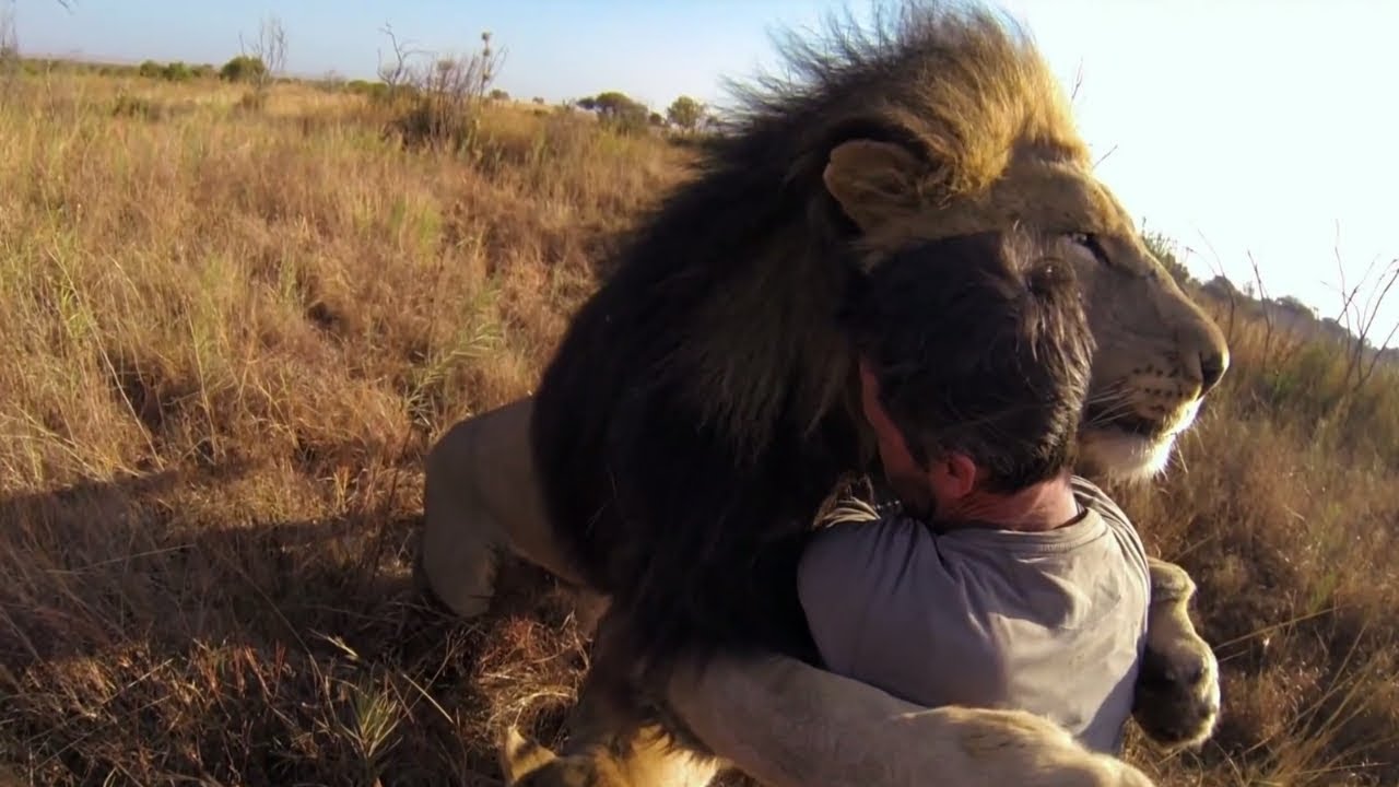 Top 5 Reencuentros de animales con sus cuidadores Parte #2