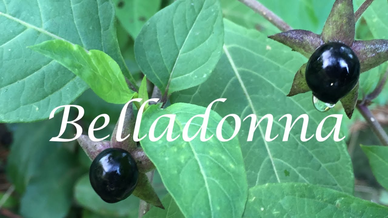 Belladonna - Wenn hohe Sensibilit&auml;t zur Falle wird - Seelenhom&ouml;opathie - Kim Fohlenstein