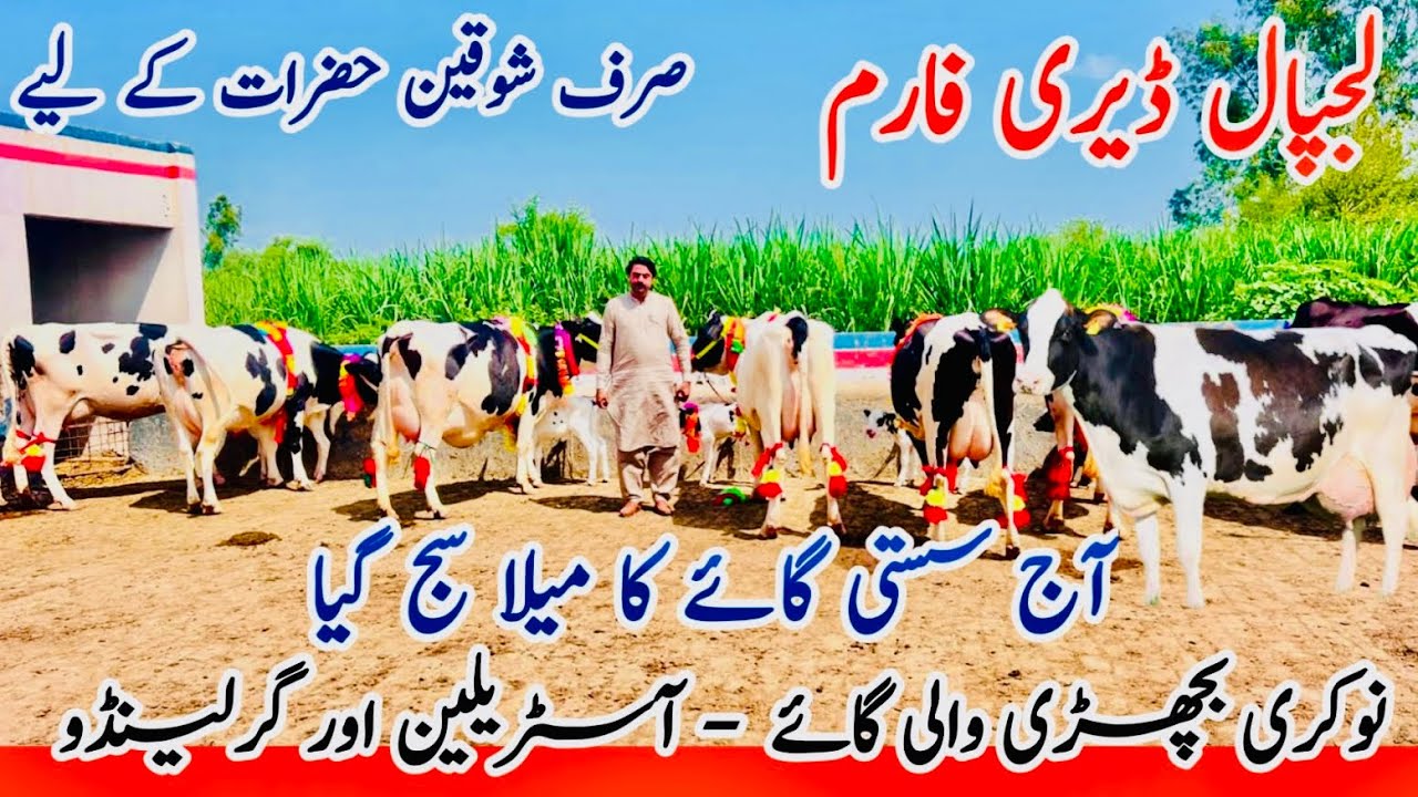 Lajpal Dairy Farm | 10 Australian Friesian cows | Top class Cows | Jani Best