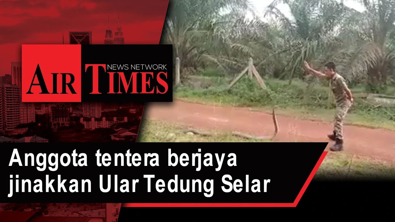 Anggota tentera berjaya jinakkan Ular Tedung Selar