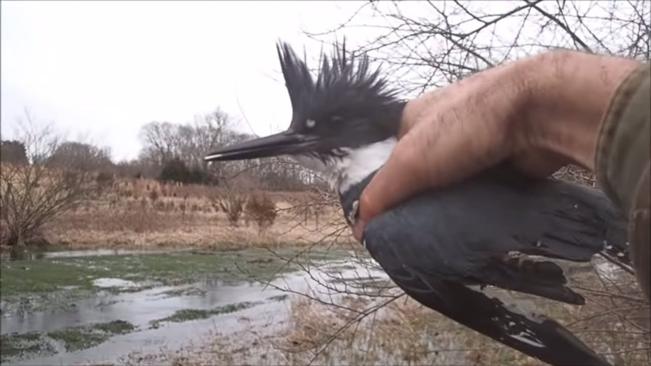 A King Fisher Bird Rescue