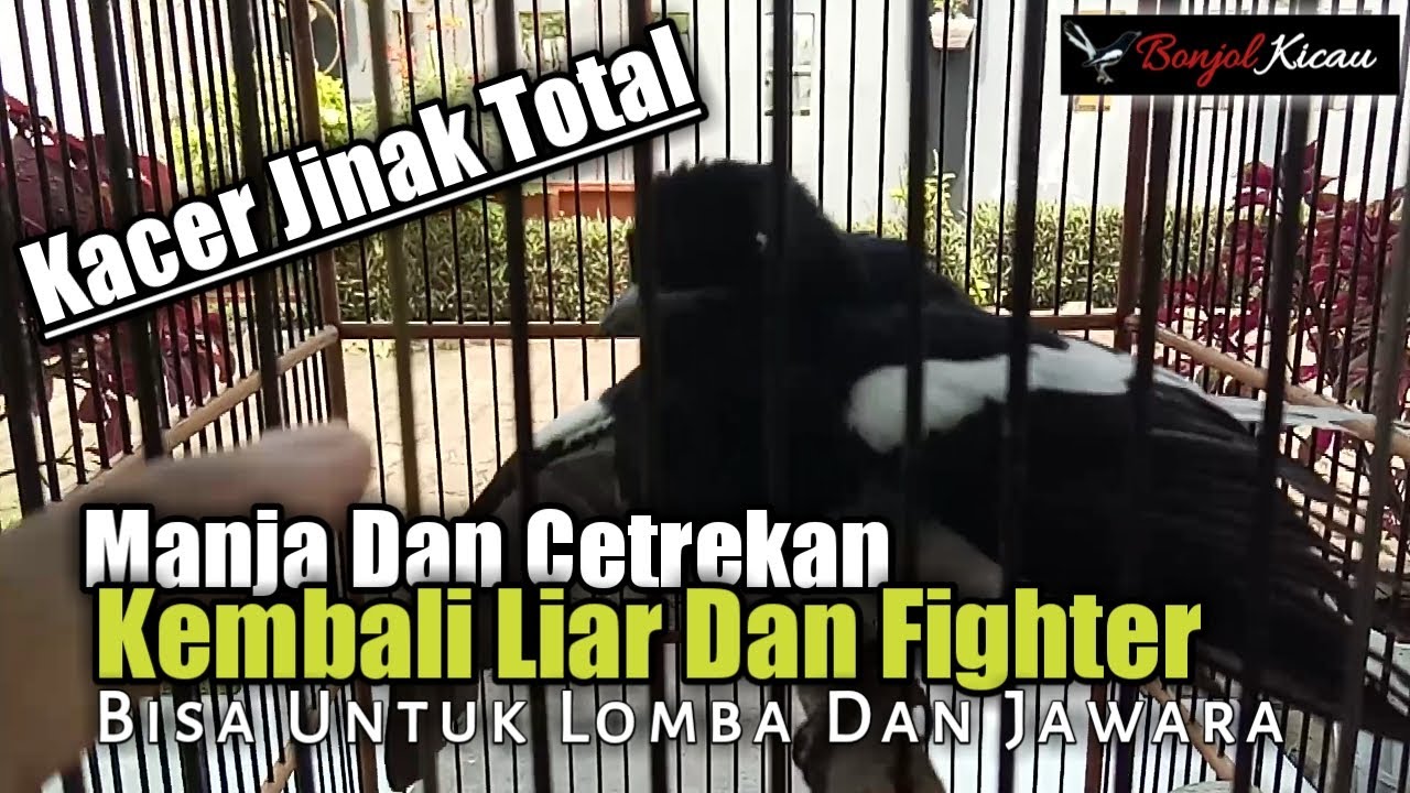 Perawatan Kacer Jinak Total Manja Dan Cetrekan Jadi Fighter Agar Bisa Di Lombakan