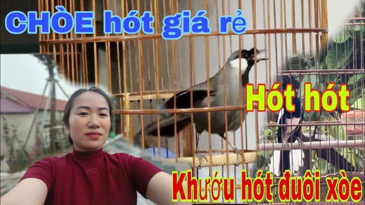 Khướu thuần hót múa tung tóe ngầu+chòe than hót xòe -giá Sinh viên -mời AE chốt!