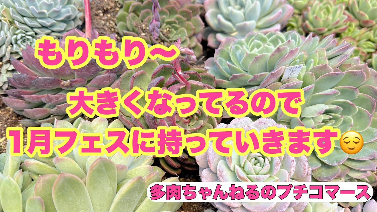 【多肉植物】1月フェス苗もりもりも持って行きます❣️2025年1月5日