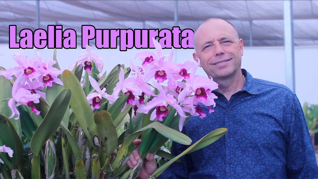 A verdadeira Púrpura, a Laelia Purpurata