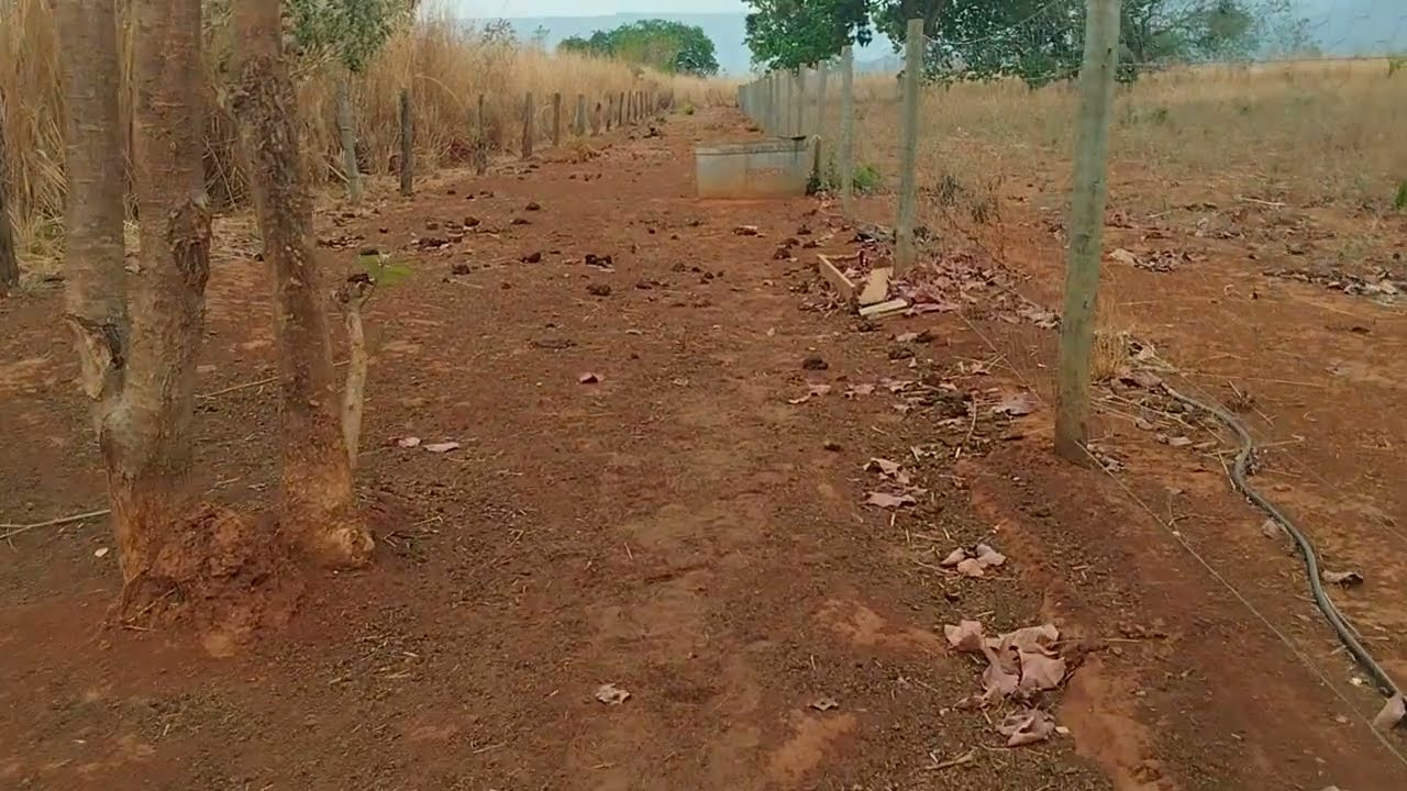 Vende-se chácara no Distrito de Santa Rosa, município de Formosa -Go