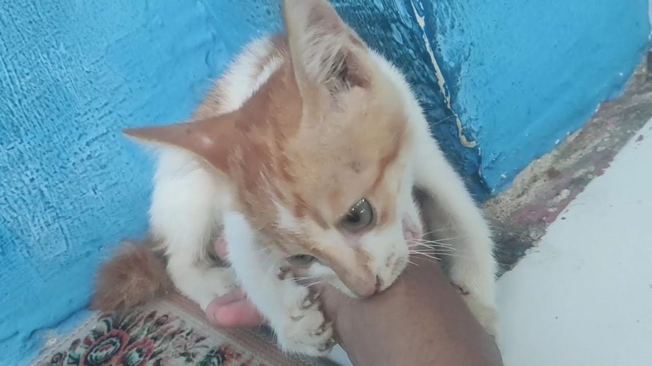 Cat fighting hands for 4 minutes
