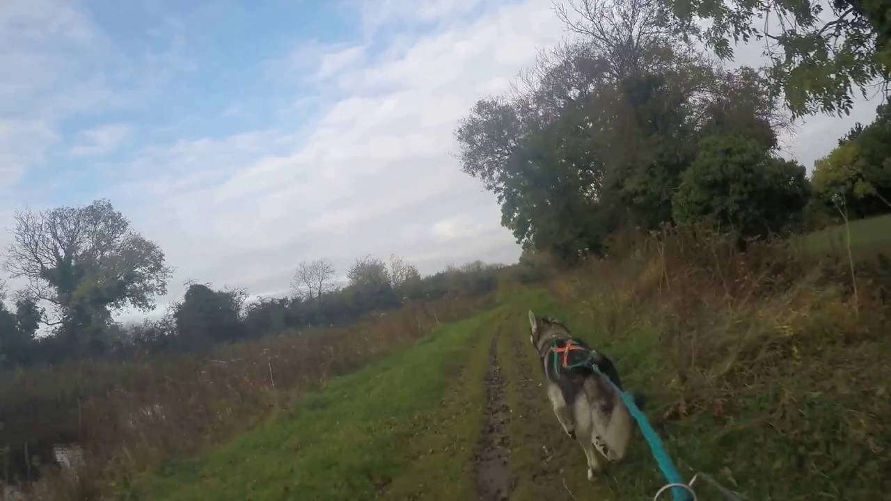 Bikejoring with Dyson on Royal Canal, Lucan