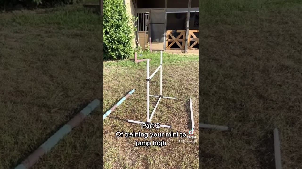 How to train a miniature horse to jump high