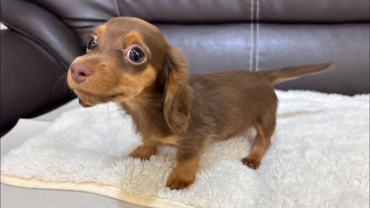 ぼんちゃんに弟ができました