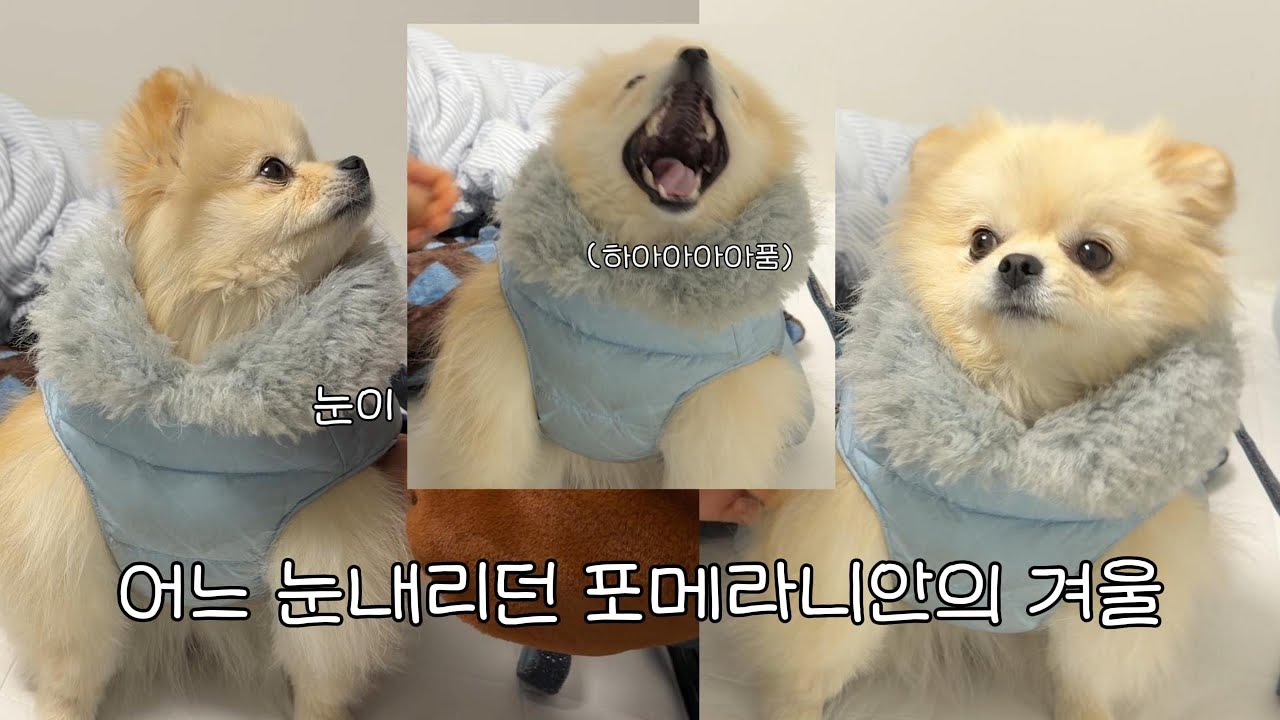어느 눈 내리던 날, 포메라니안이 갑자기 저렇게 됐다…