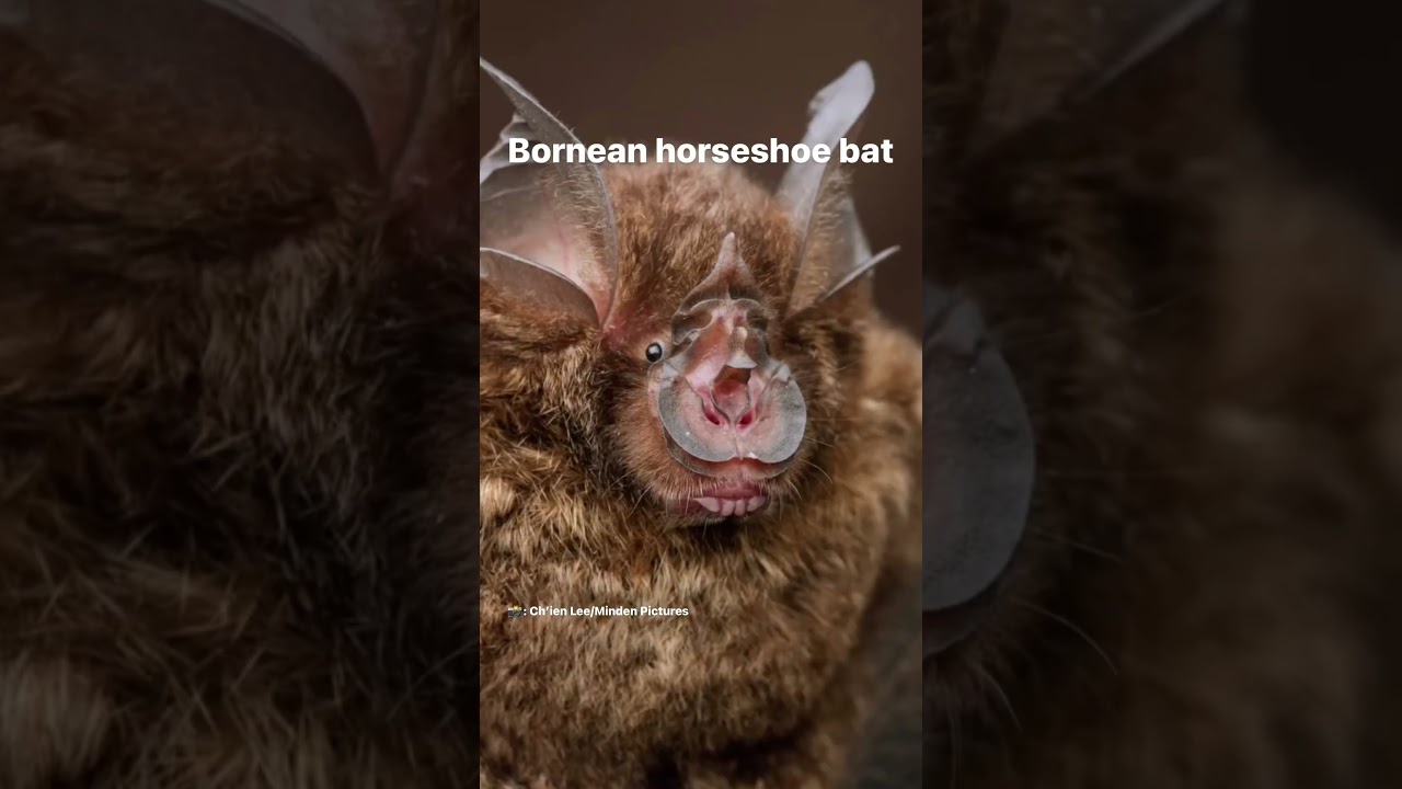 We think all bats are cute. 🥰 some are just more dedicated to the spooky szn theme than others 👻