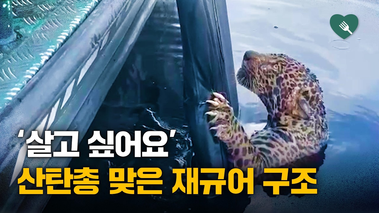 살려달라고 보트로 다가온 재규어...자세히 보니