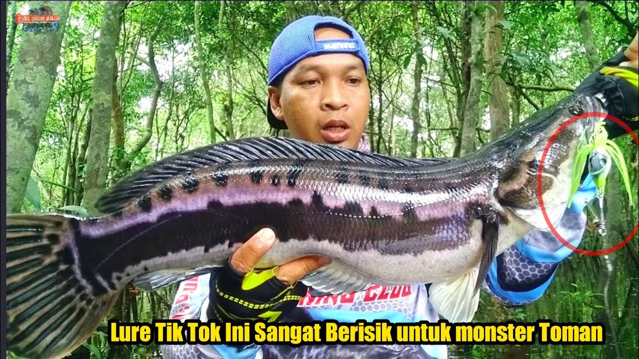 MENGUSIK SARANG TOMAN DENGAN LURE TIK TOK || Casting Toman Kalimantan 