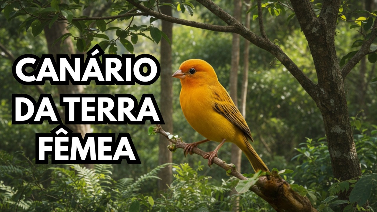 canário da terra fêmea