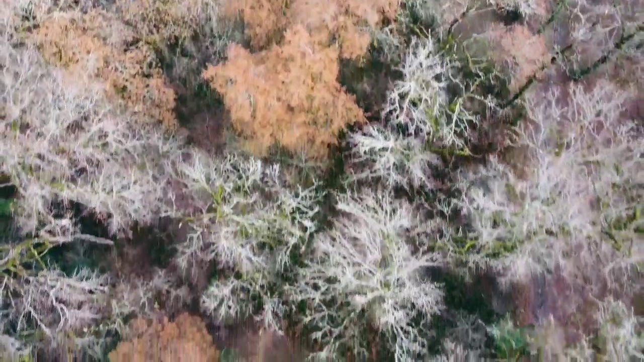 San Pedro Altsasu - Urdiain