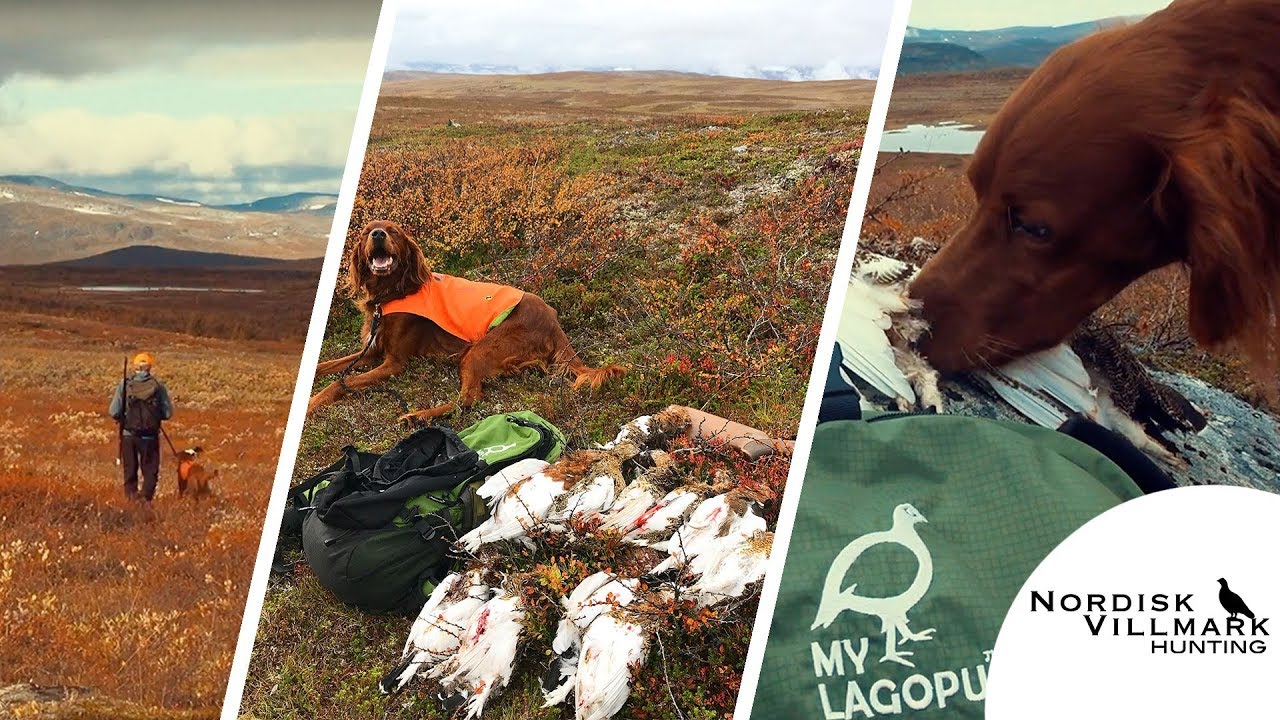 RYPEJAKT 2017 // GROUSEHUNTING 2017