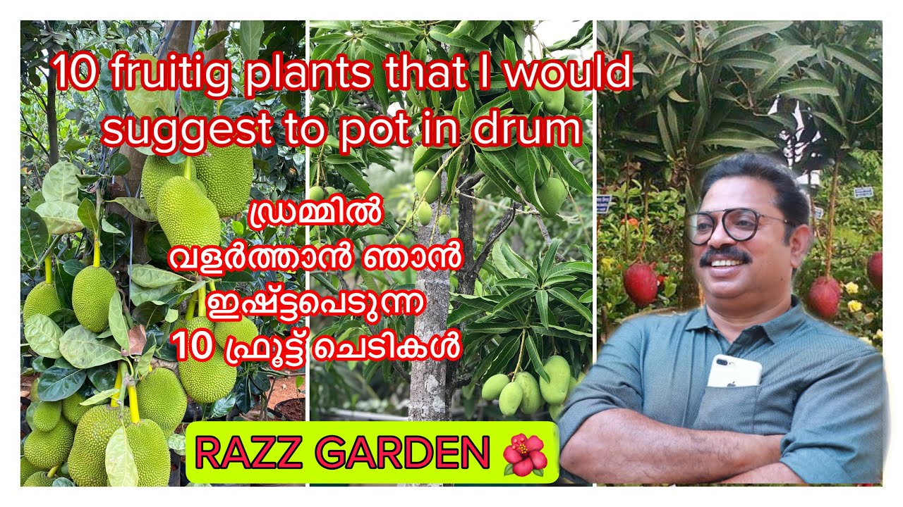 Top 10 fruits that grows well in drum ഡ്രമ്മിൽ വളർത്താൻ കഴിയുന്ന 10 പഴ ചെടികൾ
