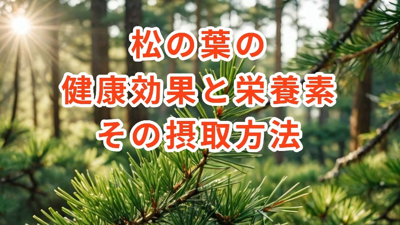松の葉の健康効果と栄養素。松の葉の摂取   #松葉茶　#食品 #健康 #健康効果 #ミネラル #保存方法 #選び方 #松の葉