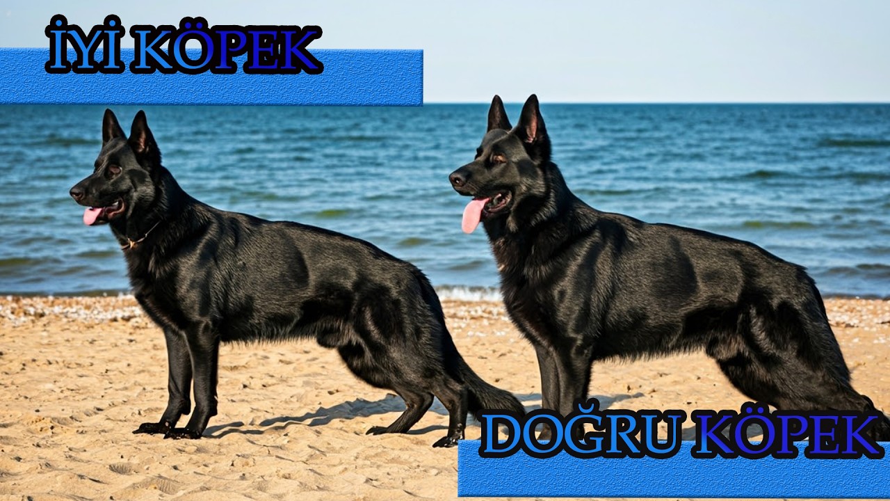 İYİ KÖPEK Mİ DOĞRU KÖPEK Mİ OLAYI NEDİR #almankurdu