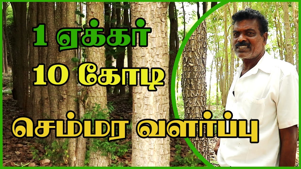1 ஏக்கரில் 10 கோடி வருமானம்|கோடியில் லாபம் தரும் செம்மர வளர்ப்பு|#redsandalwood #vivasayamvithaippom