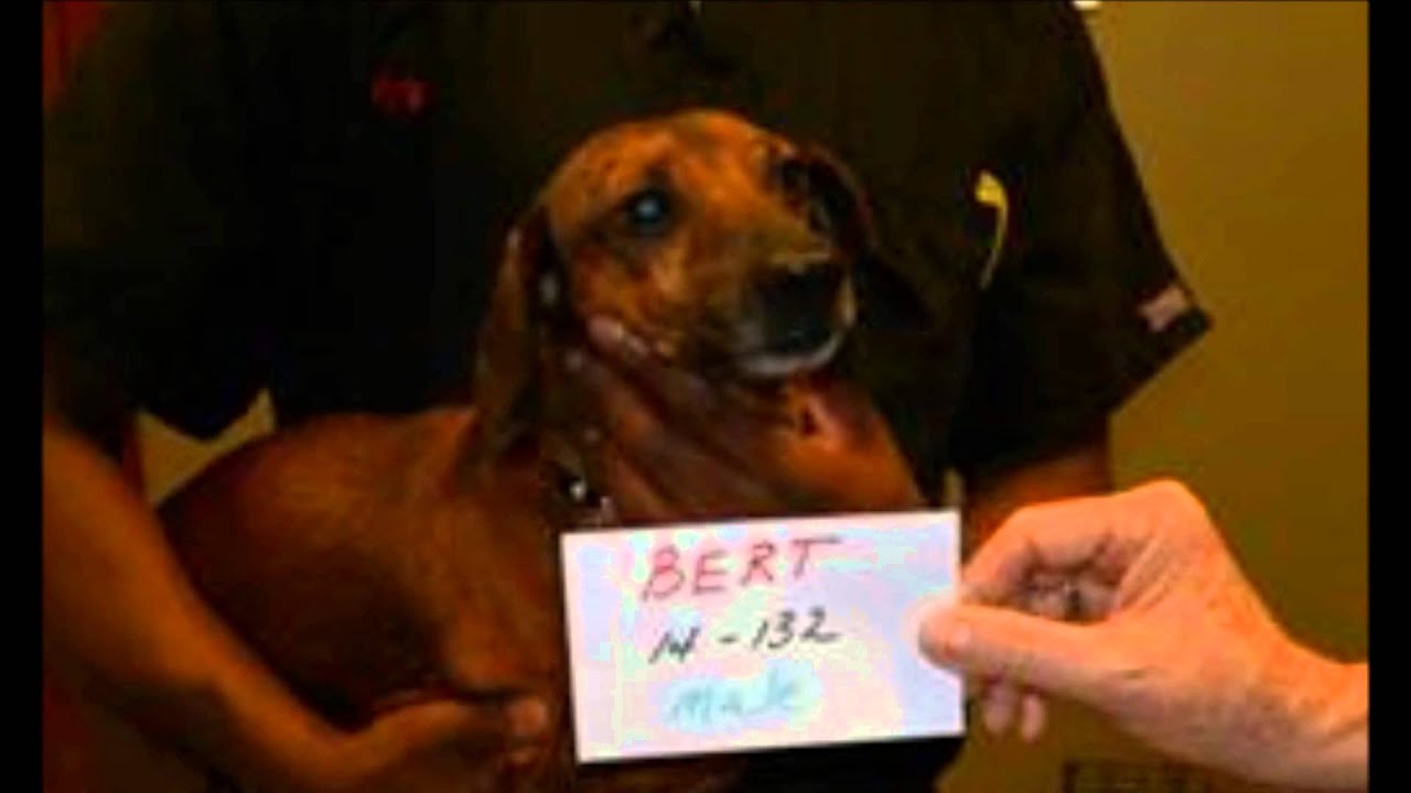 MWDR T2F Doxies