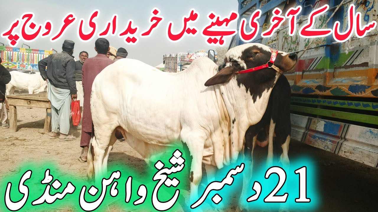 Cholistani Sahiwal Ablak Bachray | Shikwahan Mandi Today | Qurbani 2026