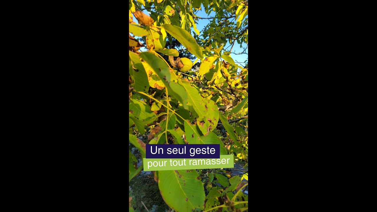 Ramasse - noix | TERRE JARDIN - OUTILLAGE DE SAINT-ÉTIENNE