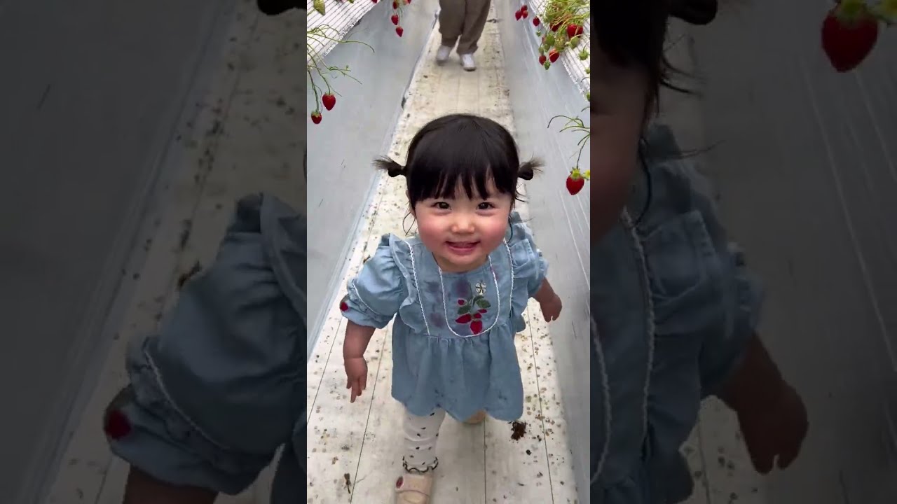 初めてのいちご狩り🍓で爆食いが止まらない1歳10ヶ月と妊婦/Strawberry picking is the best