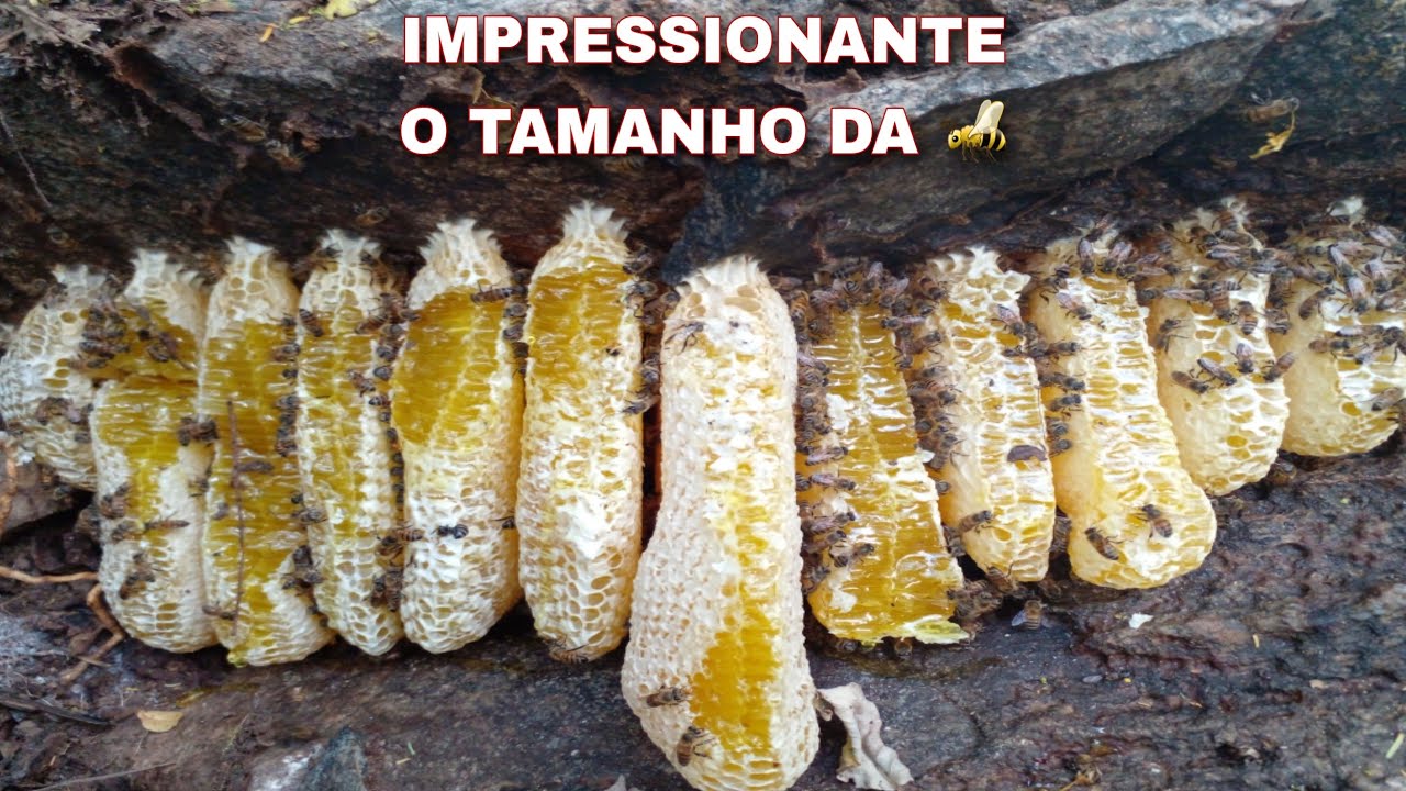ABELHA TAVA CHEIA DE FAVOS DE MEL Á GRANDE SURPRESA DO DIA