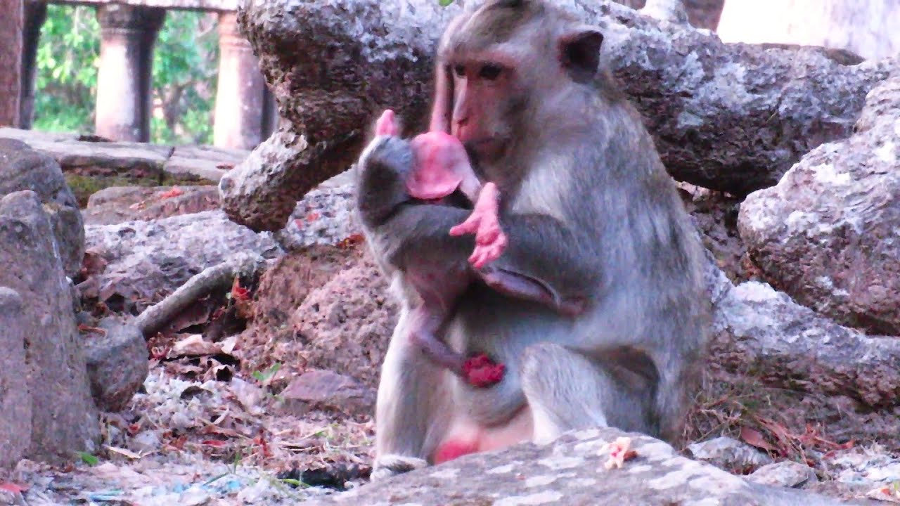 "OMG! Heartbreaking Rescue of the Abandoned Baby on the Hill – You Won't Believe What Happens Next!"
