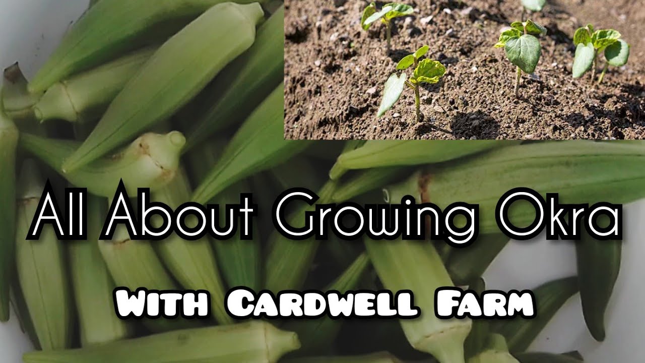 ALL ABOUT OKRA - harvest, fertilization, pruning, growing