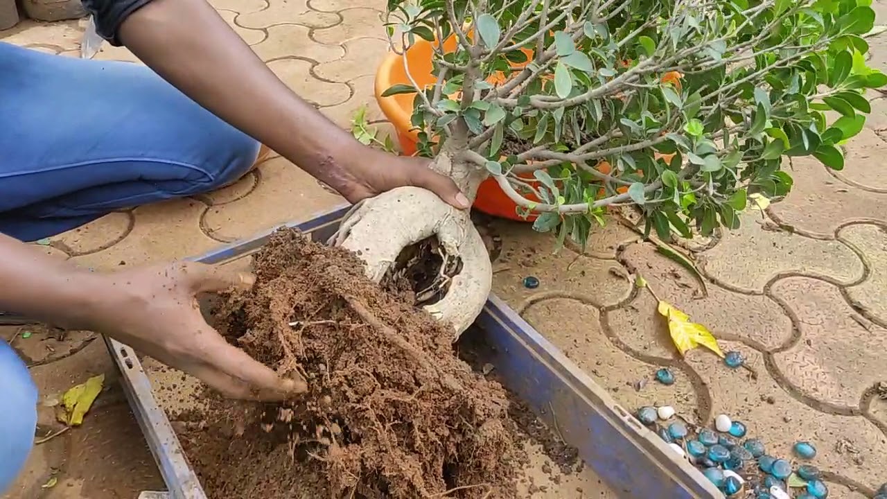 RENEWE COCO PEAT BONSAI FICUS PART=1 # SAJU LANDSCAPING # BHAJANLAL DAIRY FARM