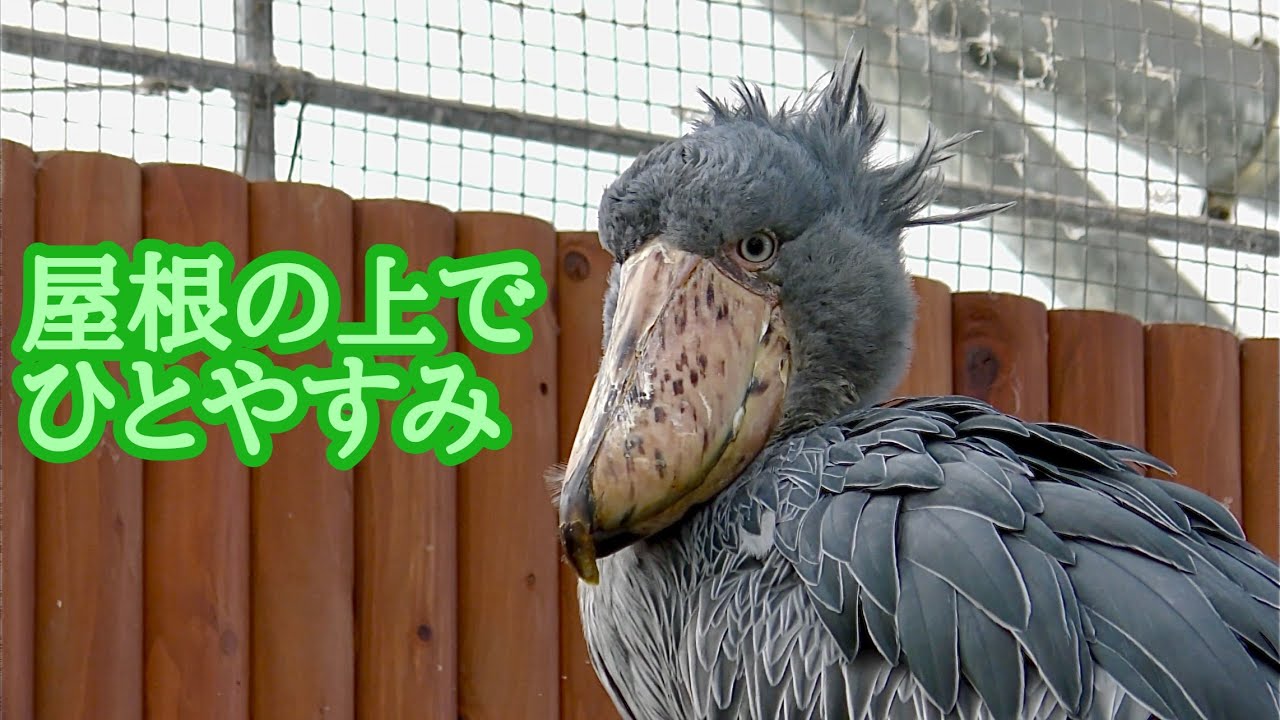 ハシビロコウ　ふたばちゃん　屋根の上でのんびりしています【掛川花鳥園】Shoebill Futaba-chan Kakegawa Garden 