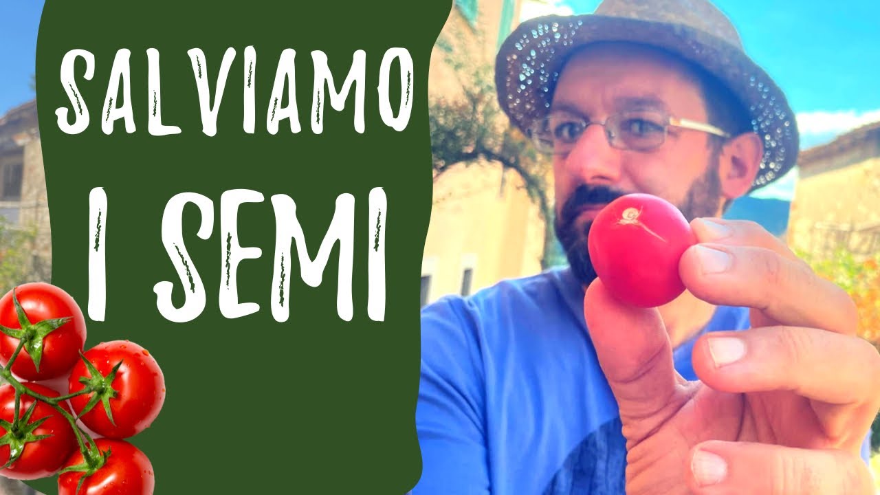 Prelevare e conservare i SEMI di pomodoro