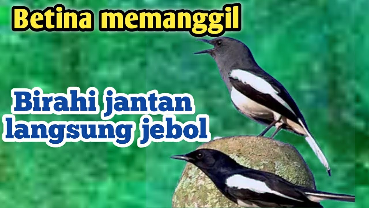 pancingan kacer betina memanggil jantan cepat birahi