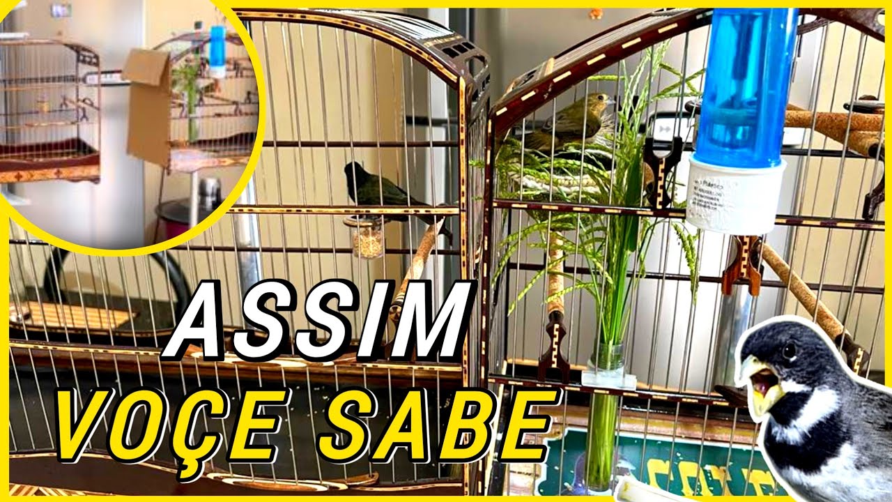 Como SABER se meu COLEIRO E PAPA CAPIM e de muita FÉMEA ou  pouca FÉMEA