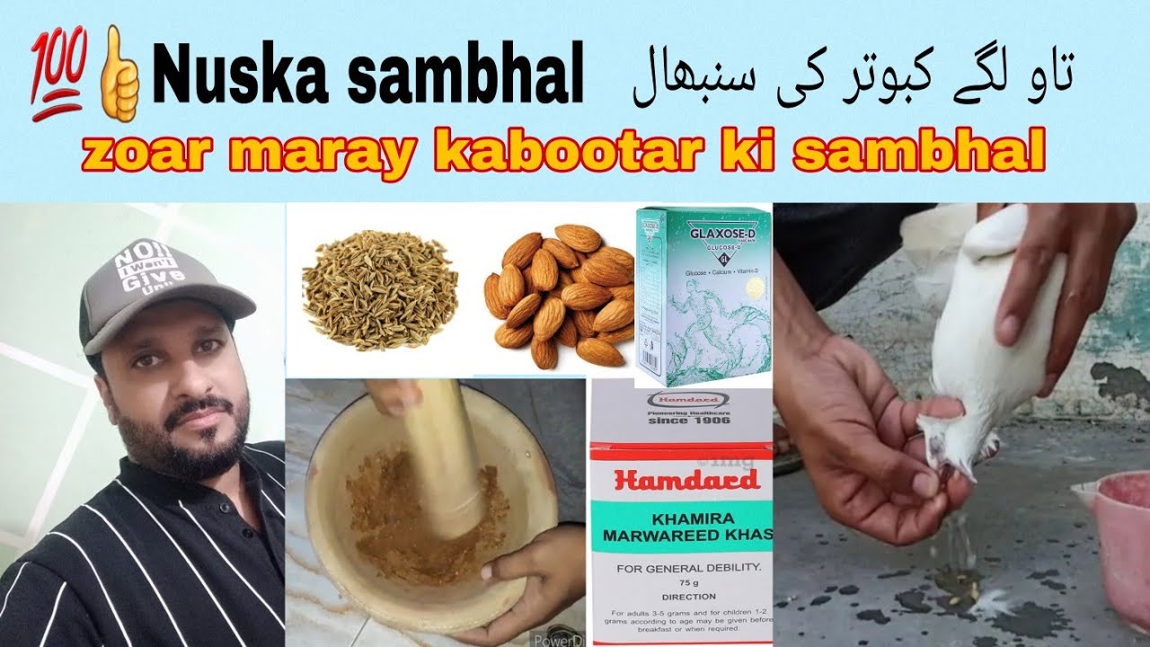 💯Kabootar ki sambhal ka pani کبوتر کی سنبھال ،پوٹ بند کا علاج