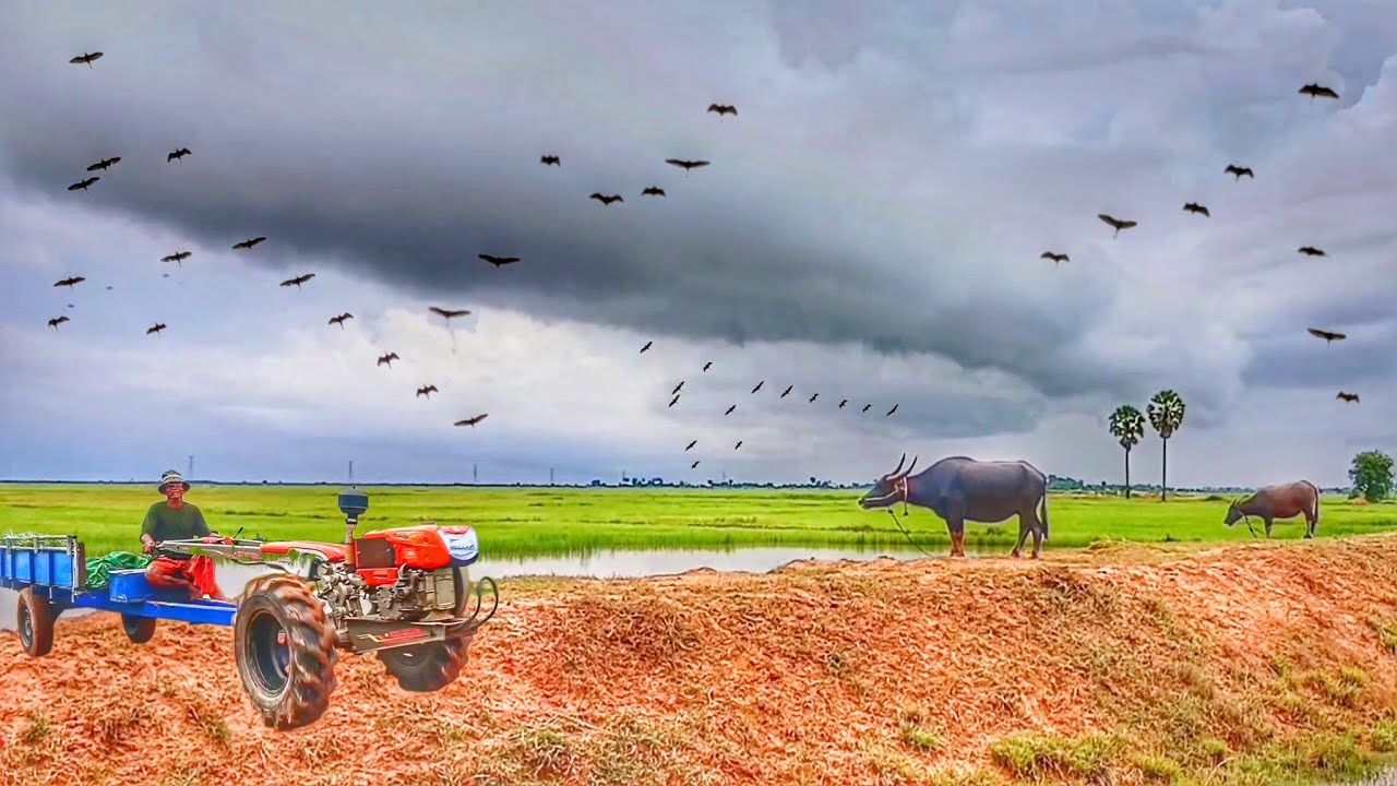 Rural Village Life During Harvest Season Beautiful Nature and Farm Animals #ambiance #countryside