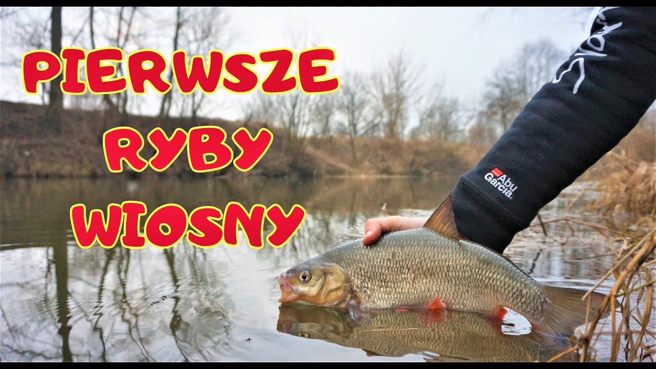 ...i grzyby NA SUROWO - wyprawa na wiosenne jazie / odc. 115